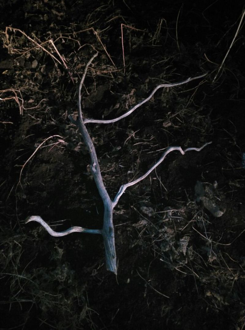 崖柏4~6cm0.5~1米