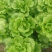 意大利生菜5两~6两
