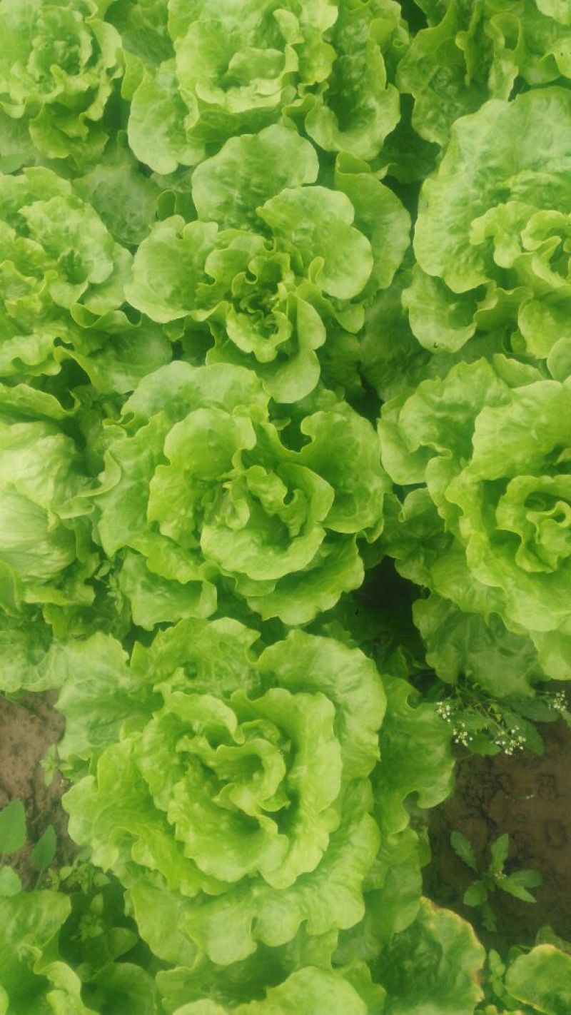 意大利生菜5两~6两