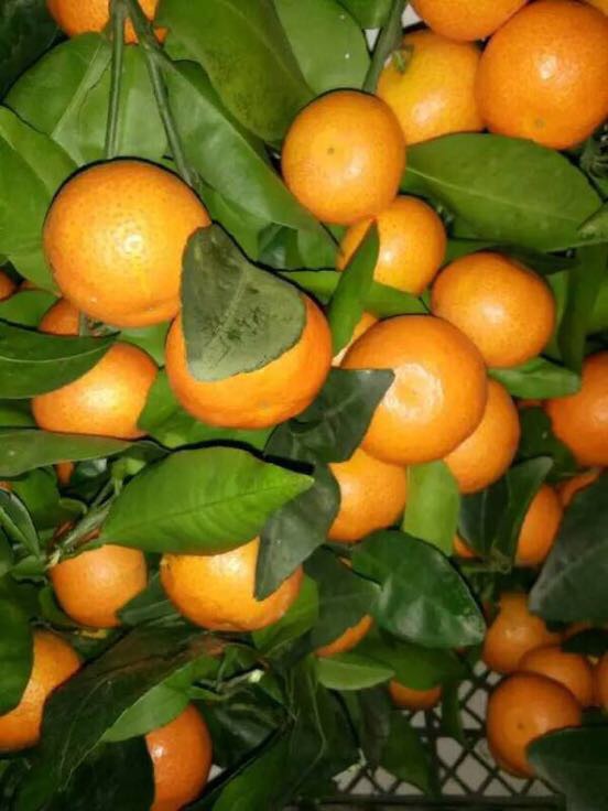 郁南沙糖桔 一级批发_徐先生供应_一亩田农业