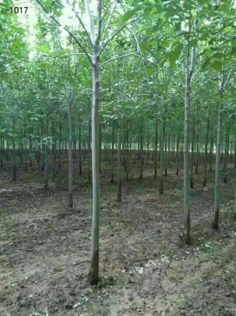 速生白蜡4~6cm4~6cm