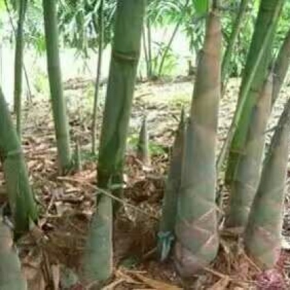 玉林市容县批发市场竹笋 25~30cm批发_封桂金