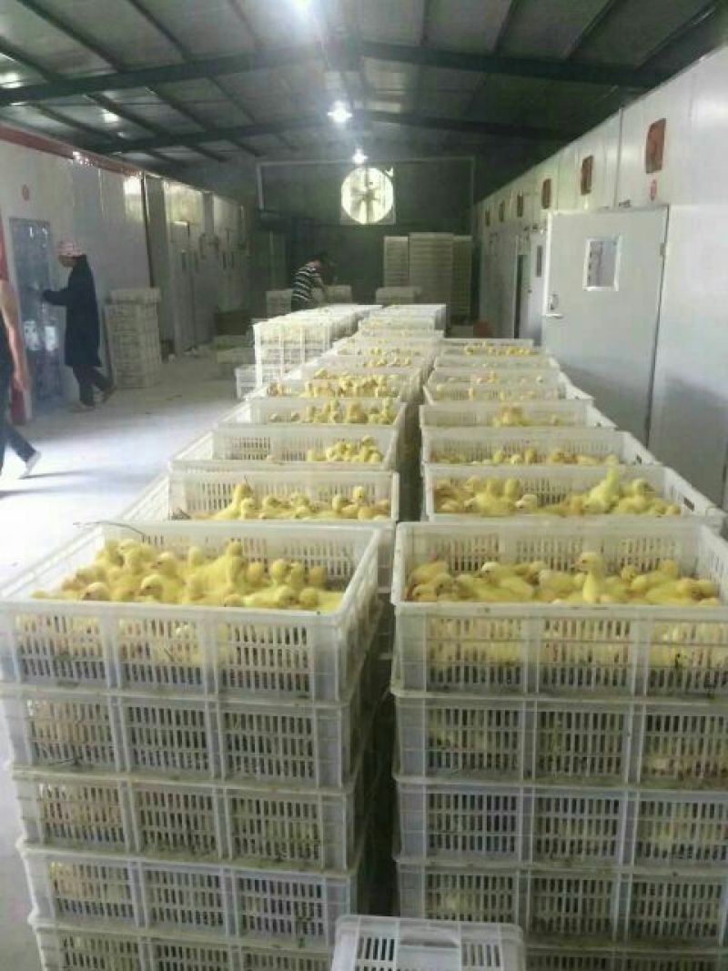 鹅苗250g以下