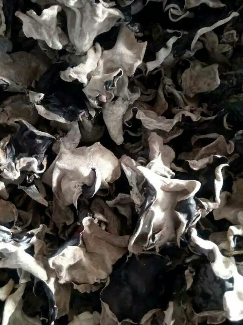毛木耳等外