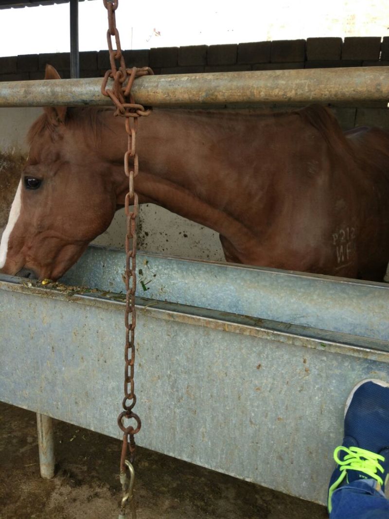 伊犁马300~400kg