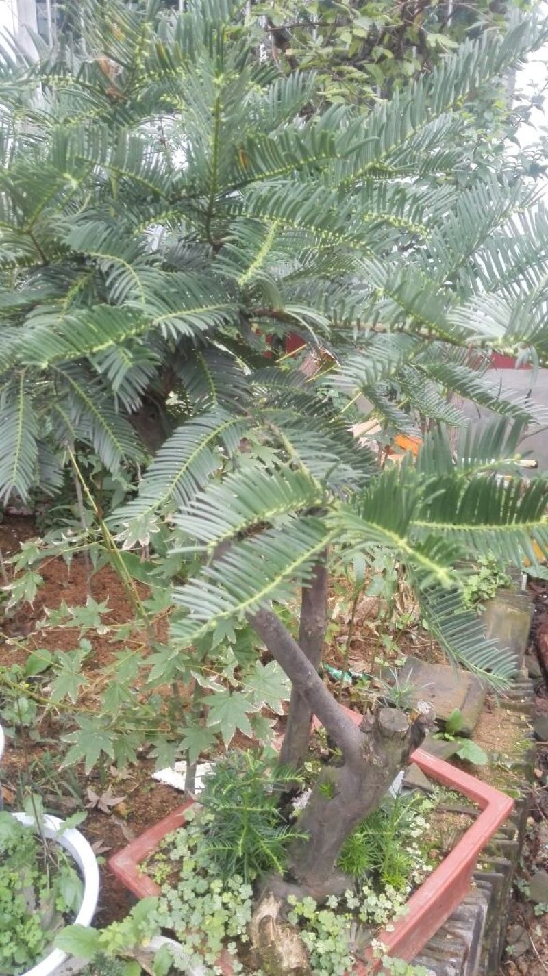 三尖杉/中华粗榧杉1~5年苗嵩县彩叶花木供应
