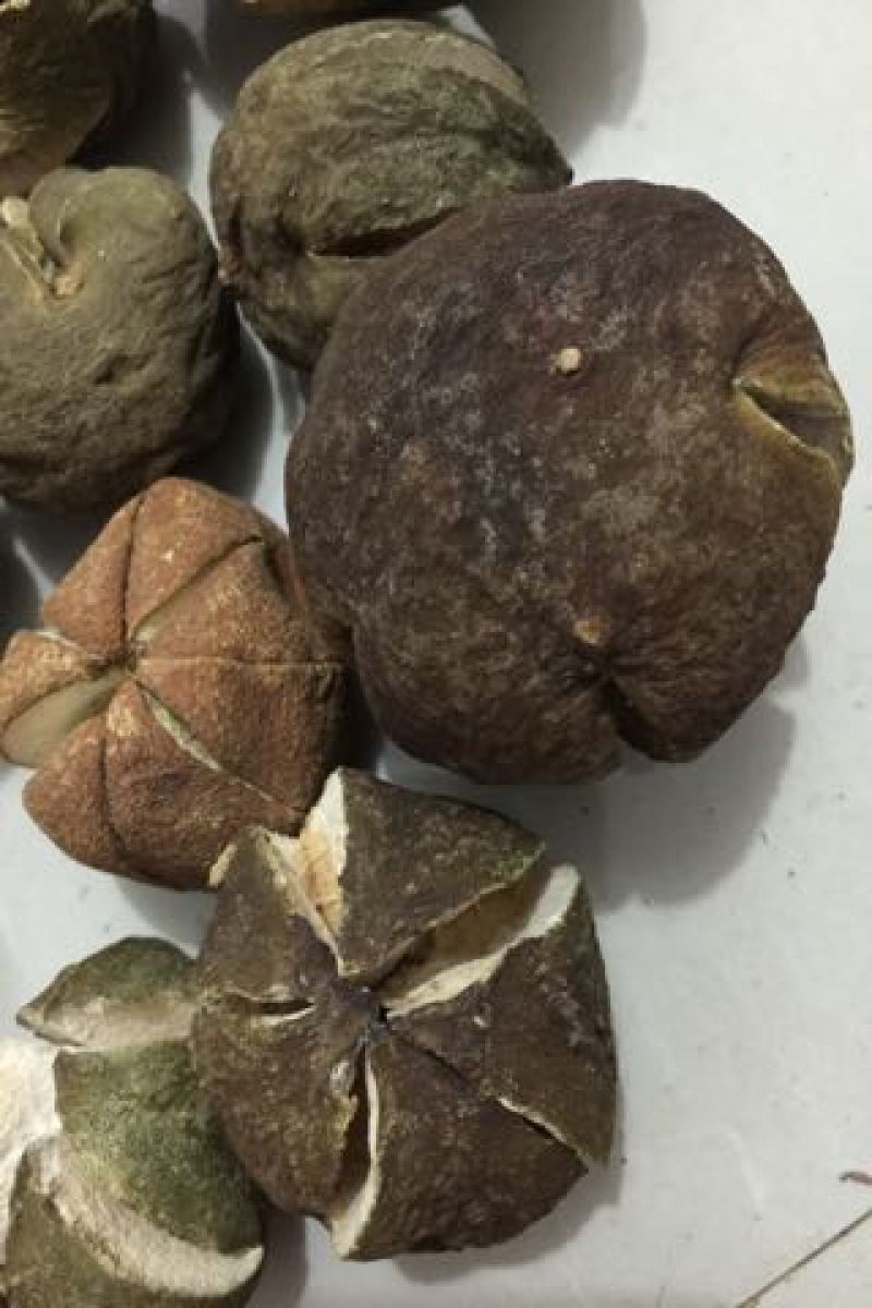 橘红果