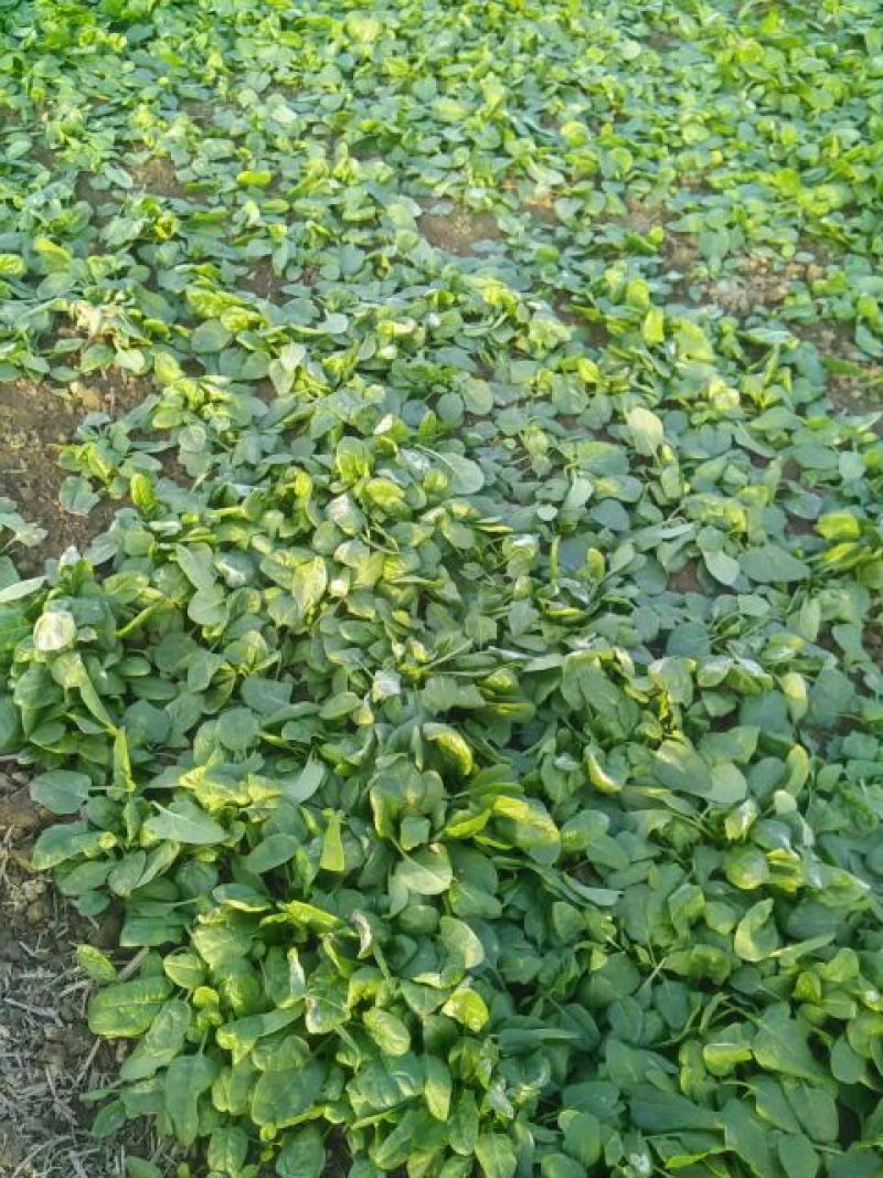 菠菜10~15厘米