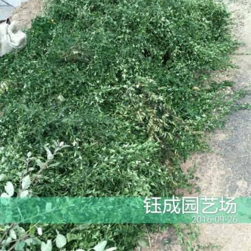 枸橘苗30~50cm