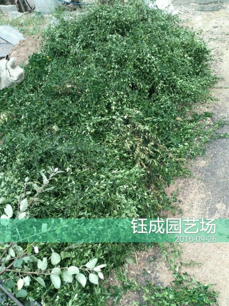 枸橘苗30~50cm