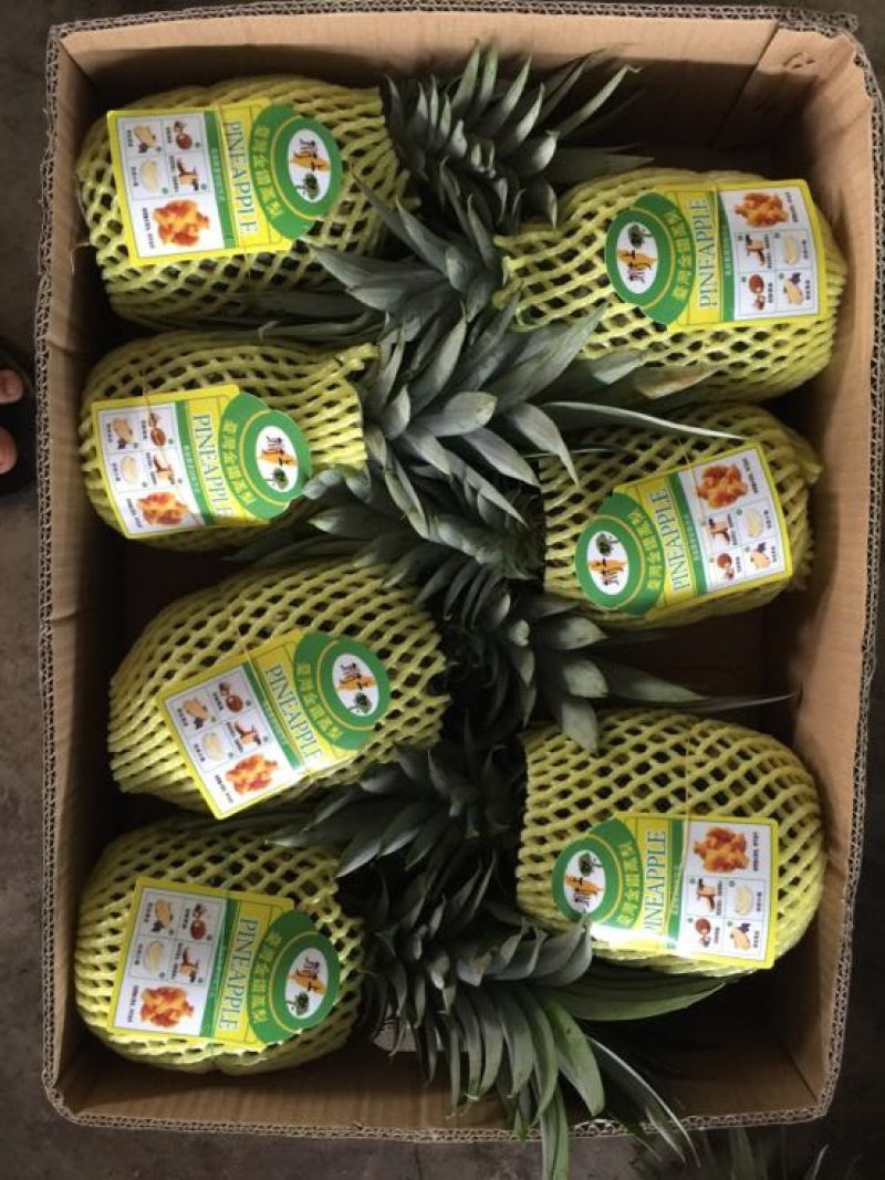 金钻十七号凤梨