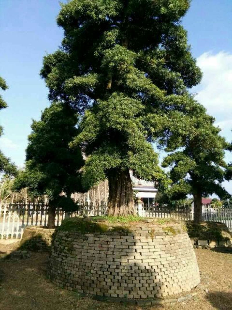 造型松14公分