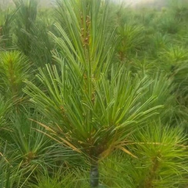 红松树苗30~50cm