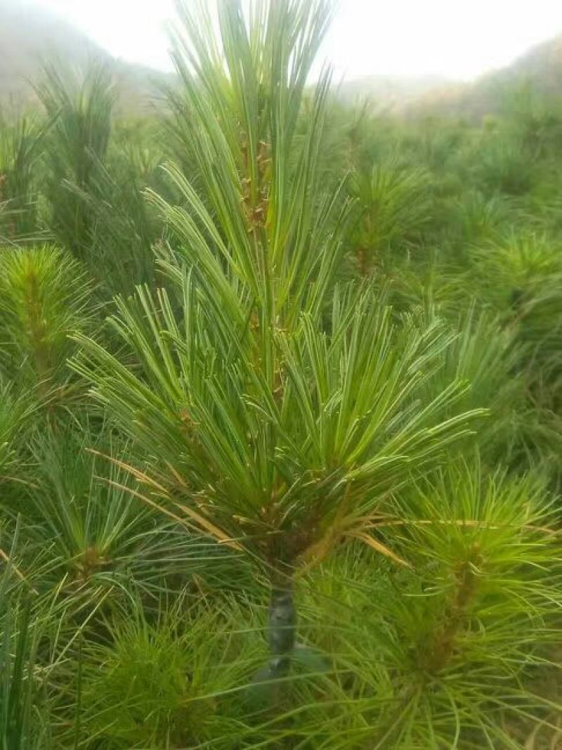 红松树苗30~50cm