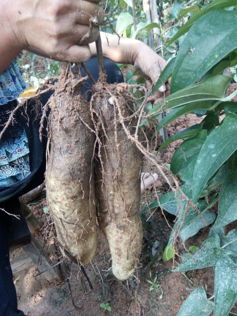 日本白山药4~5厘米特级