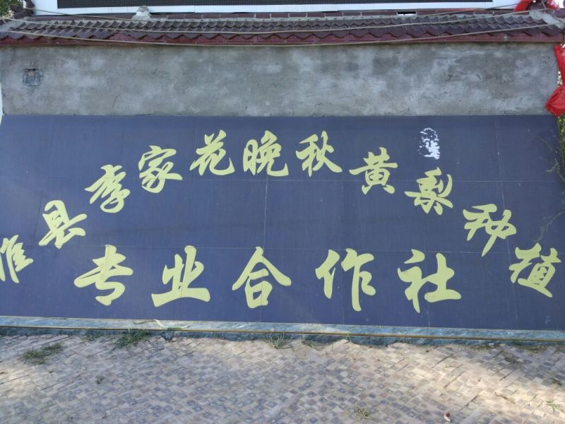 晚秋黄梨600g以上纸袋