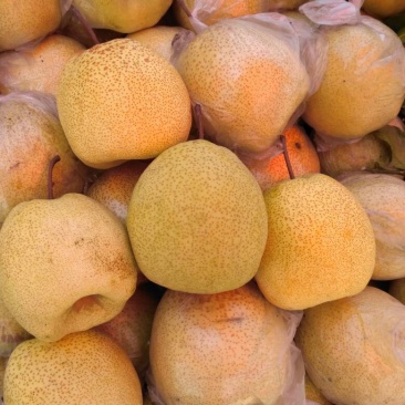 砀山梨250~300g膜袋