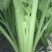 西芹50cm以上，芹菜！基地芹菜！捆把芹菜！袋装芹菜！