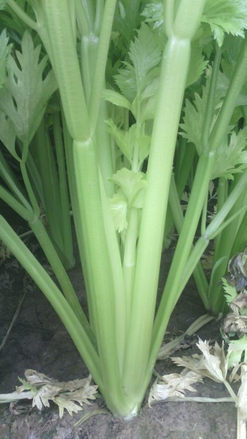 西芹50cm以上，芹菜！基地芹菜！捆把芹菜！袋装芹菜！