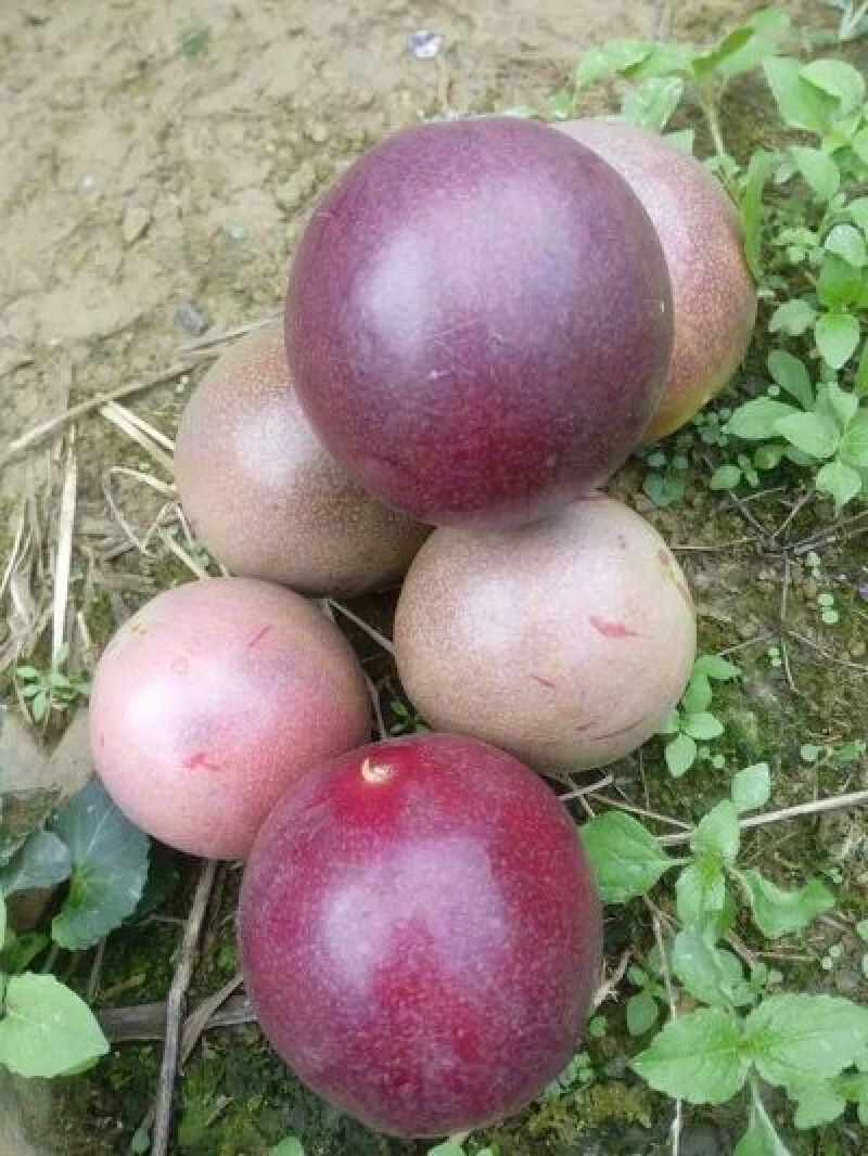 【推荐】紫香1号百香果苗10~20cm一手货源量大价优
