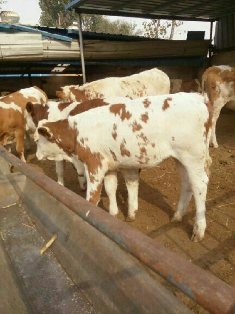 西门塔尔牛犊改良肉牛犊，育肥牛犊100~200kg