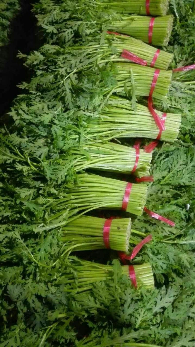 茼蒿30~35cm大量供应潍坊茼蒿，精品茼蒿菜