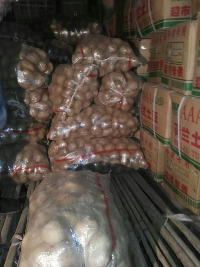 荷兰精品十五土豆2~4两货量多欢迎致电订购