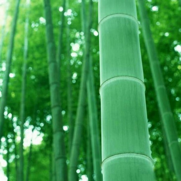 绿竹
