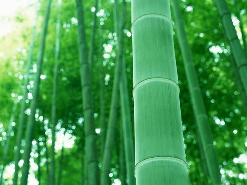 绿竹