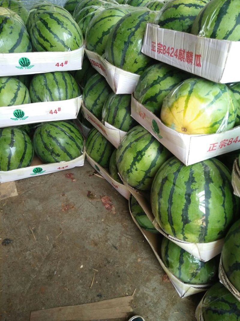 8424西瓜7斤打底8成熟，高箱，托盘，专业装车