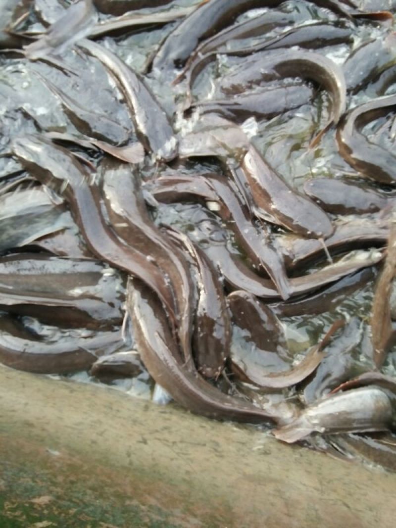 胡子鲶食用