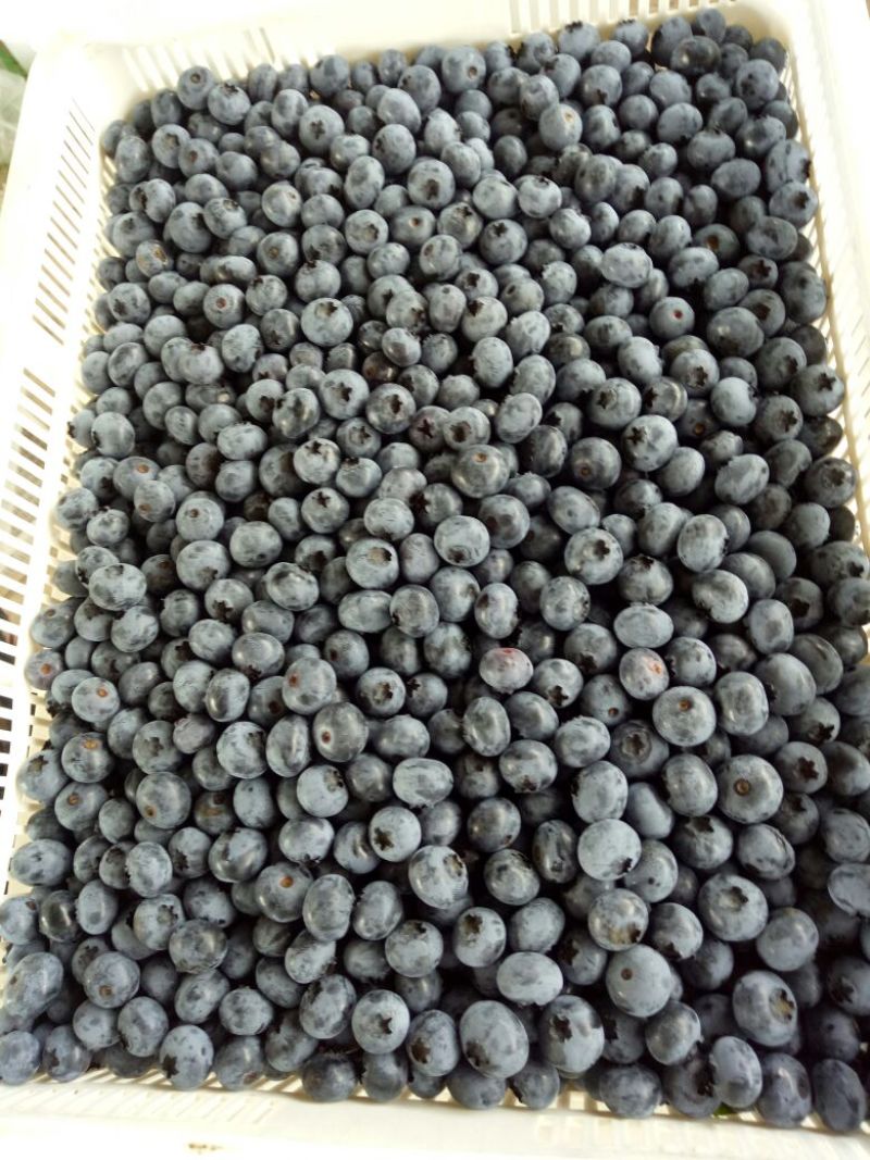 北陆蓝莓鲜果10~12mm以上