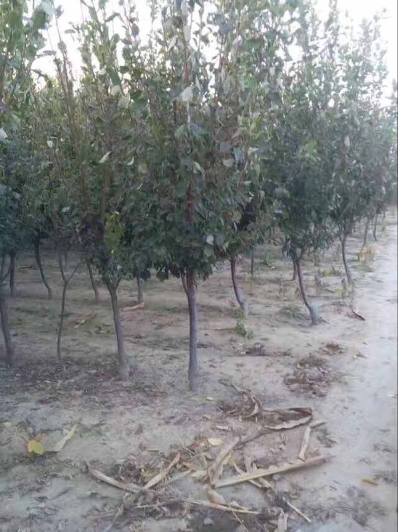苹果树清地处理中，一棵也是批发价格，需要的抓紧联系