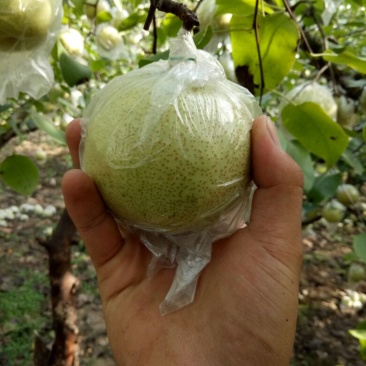 砀山梨150~200g纸加膜