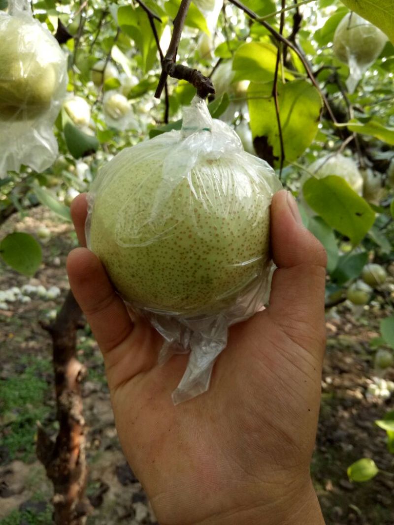 砀山梨150~200g纸加膜