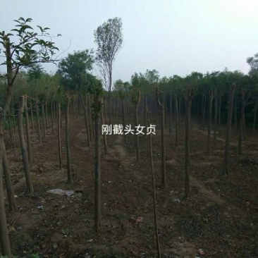 大叶女贞4cm以下