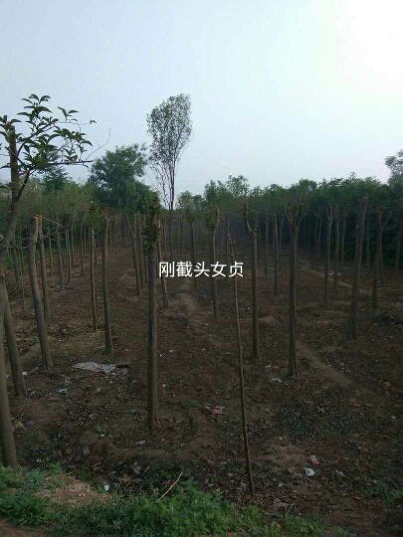 大叶女贞4cm以下