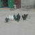 元宝鸡苗1斤以下