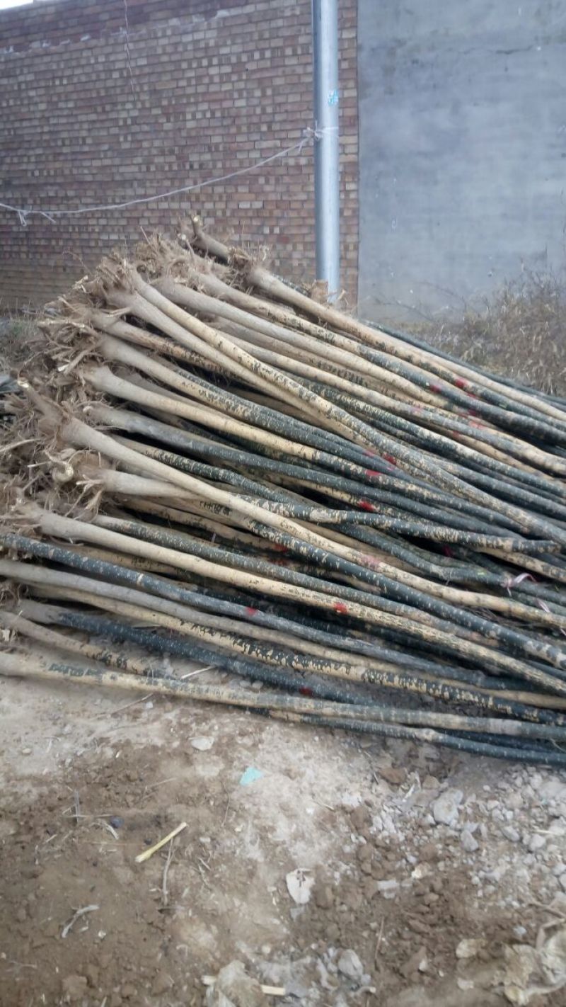 国槐4~6cm4~6cm1米以下