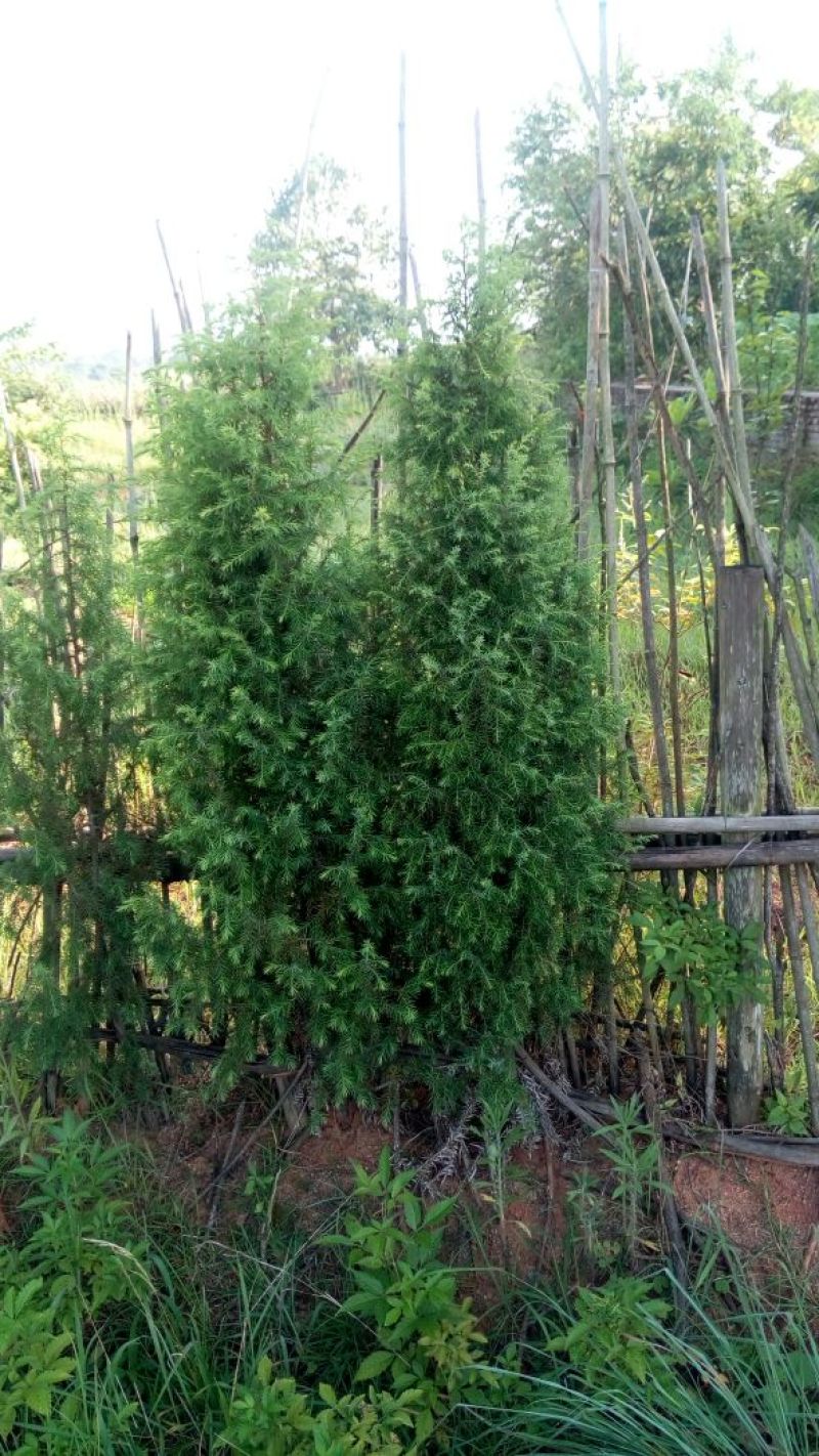 扁柏1.5~2米