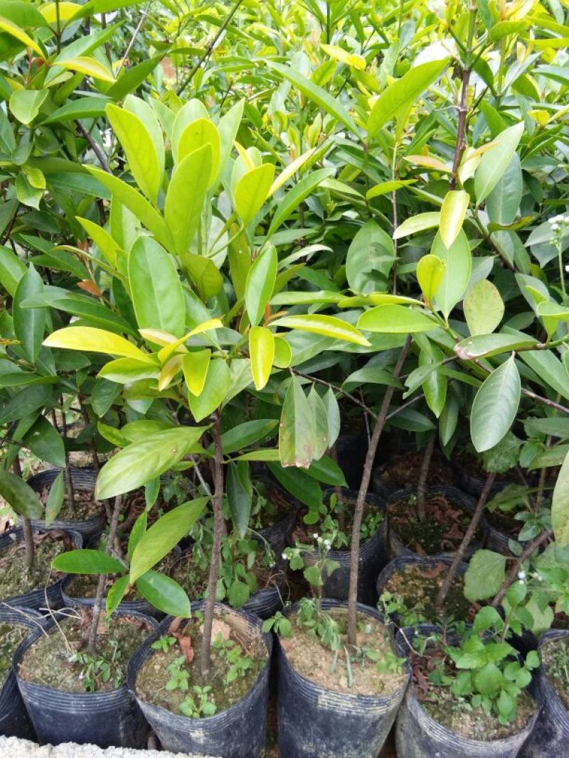 岭南山竹子苗