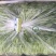 茼蒿