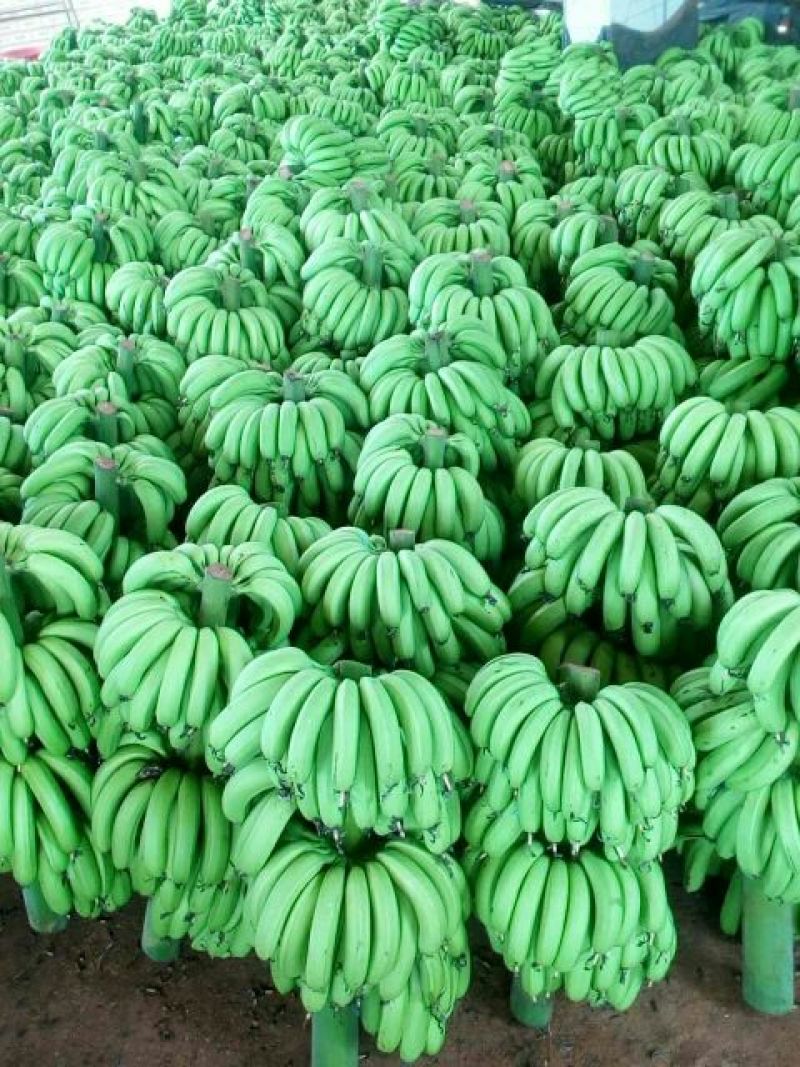 香蕉七成熟