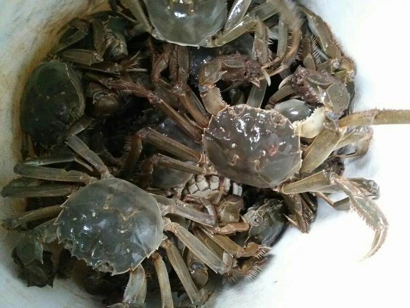 兴化大闸蟹食用2.8一3.2两/只雌