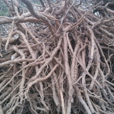 油牡丹苗30~40cm