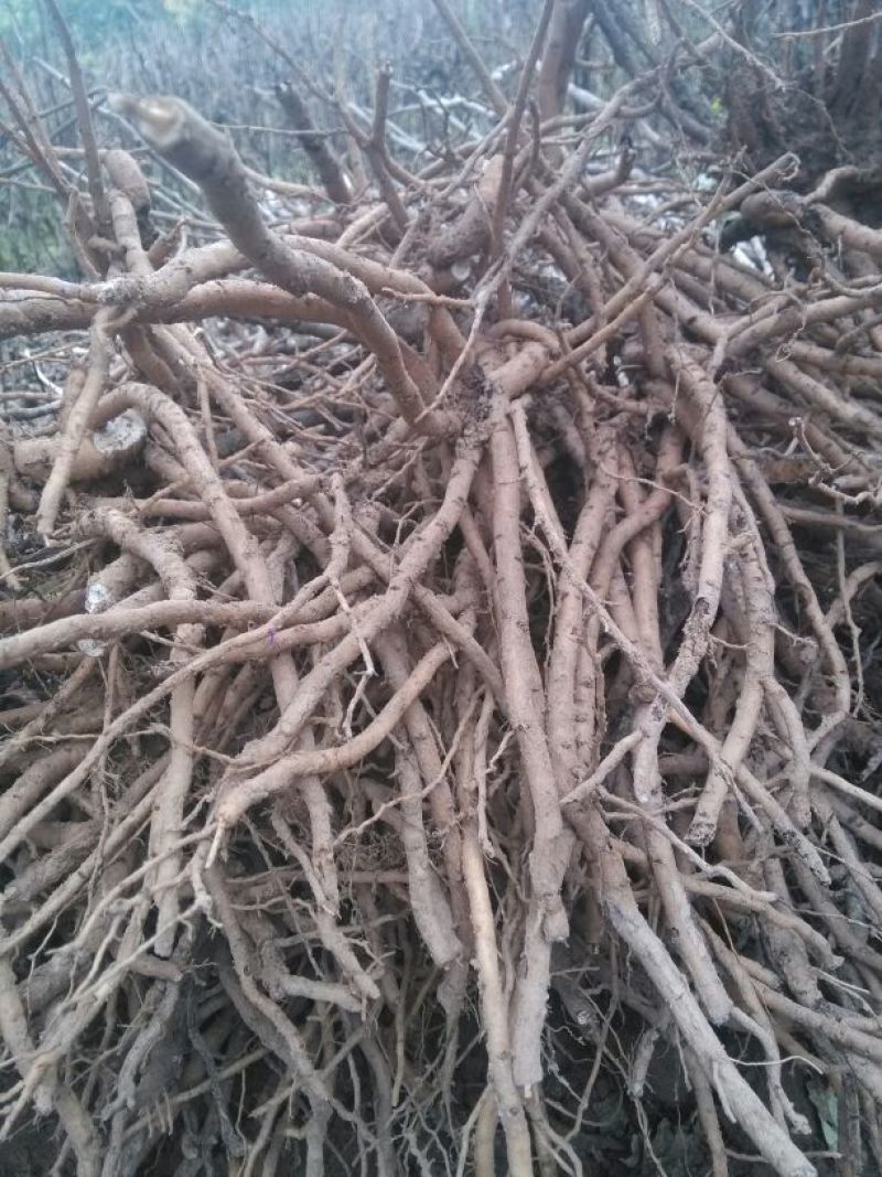 油牡丹苗30~40cm