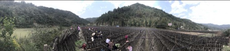 秋耳