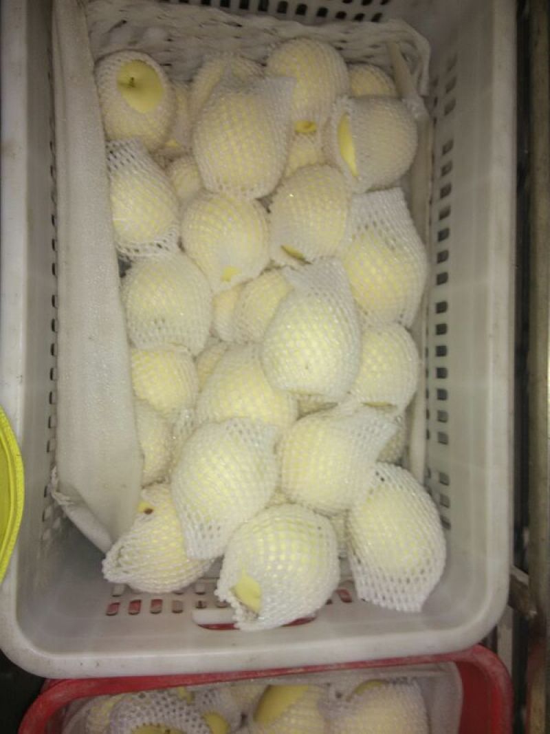 皇冠梨250~300g纸箱