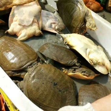 黄沙鳖1.5~2斤