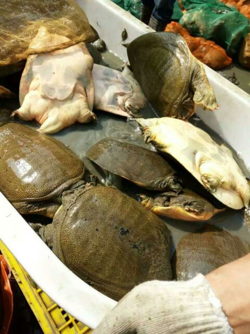 黄沙鳖1.5~2斤